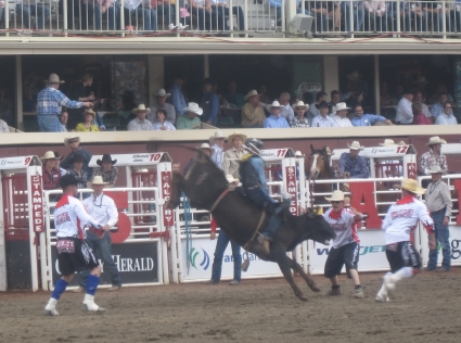 Bull riding at Calgary Stampede - photo by Rob McFarland