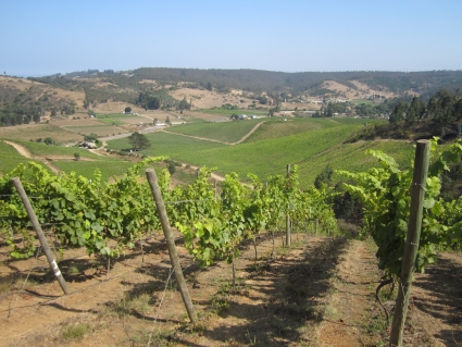 Casa Marin vineyard near Santiago - photo by Rob McFarland
