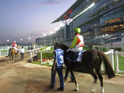 Racehorse at Meydan Park, Dubai - photo by Rob McFarland