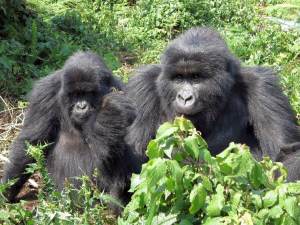 Gorillas in Rwanda - photo by Rob McFarland